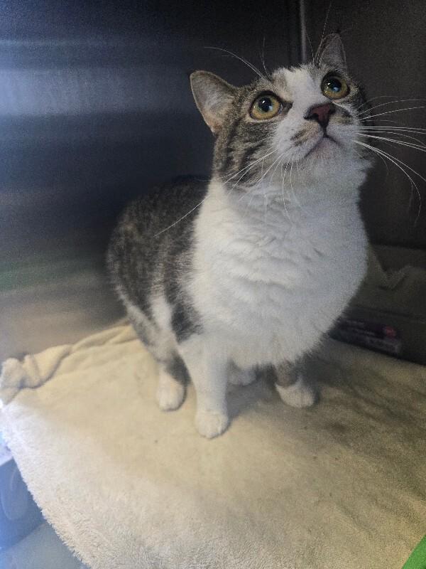 Mr. Lovey, a Adoptable Domestic Short Hair in Cortland, NY image 1/6