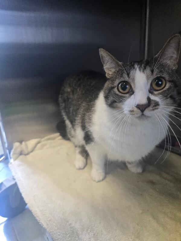 Mr. Lovey, a Adoptable Domestic Short Hair in Cortland, NY image 2/6