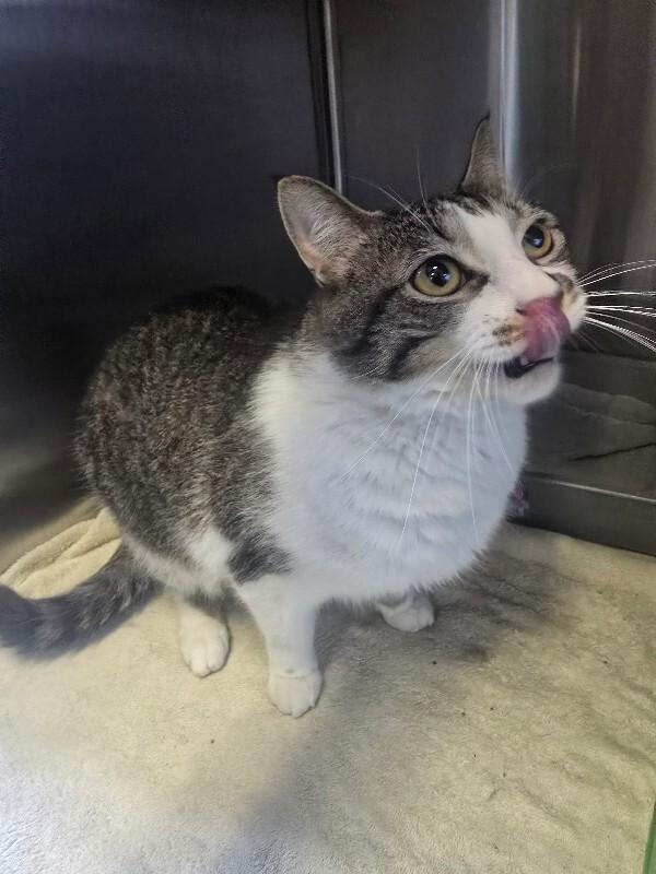 Mr. Lovey, a Adoptable Domestic Short Hair in Cortland, NY image 3/6