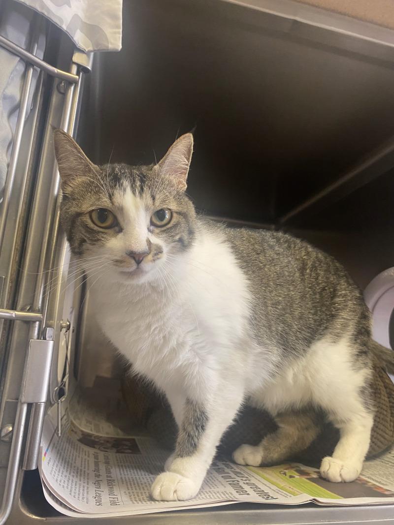 Mr. Lovey, a Adoptable Domestic Short Hair in Cortland, NY image 4/6
