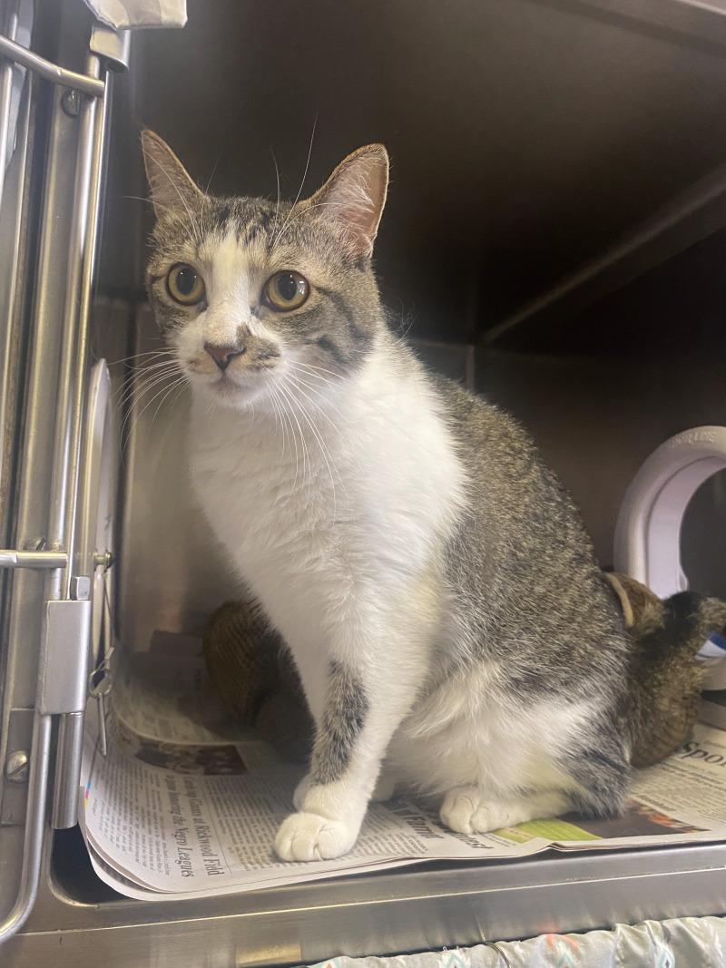 Mr. Lovey, a Adoptable Domestic Short Hair in Cortland, NY image 5/6