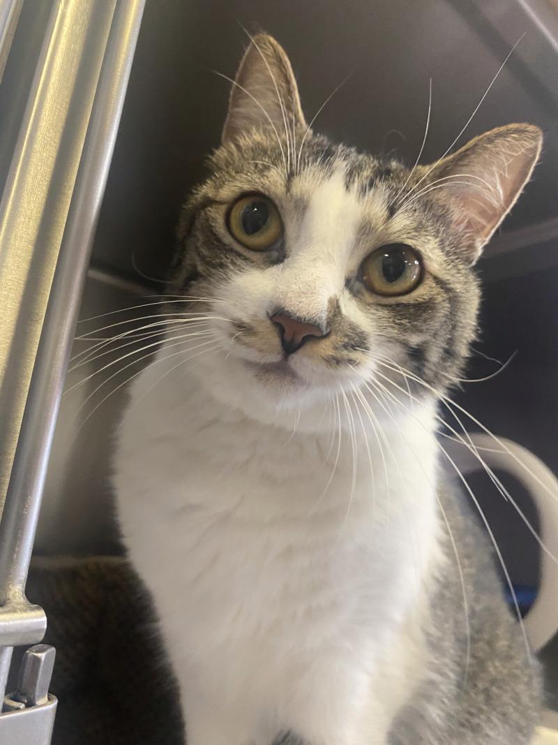 Mr. Lovey, a Adoptable Domestic Short Hair in Cortland, NY image 6/6
