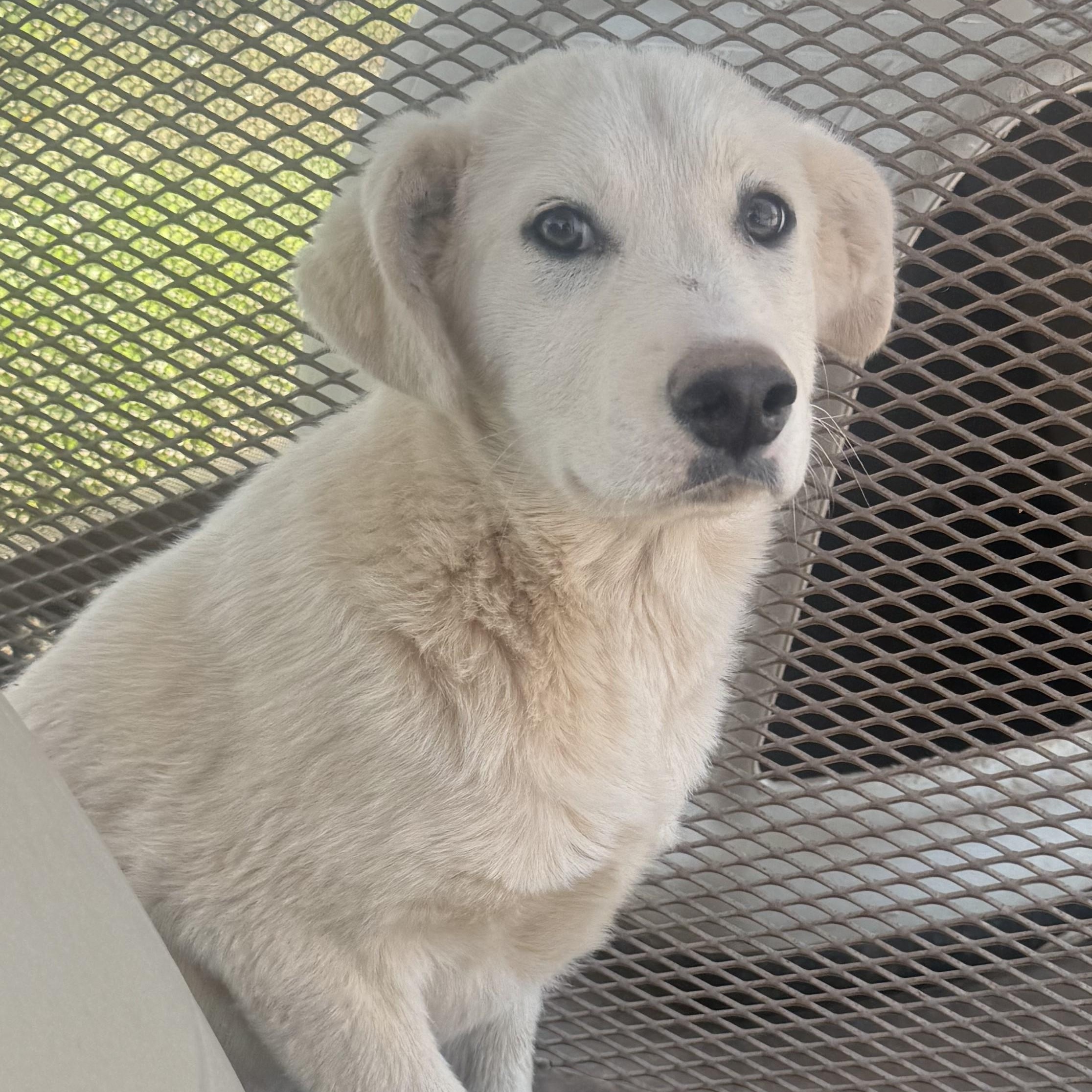 Bohème, ADOPTABLE, Puppy Female Labrador Retriever.