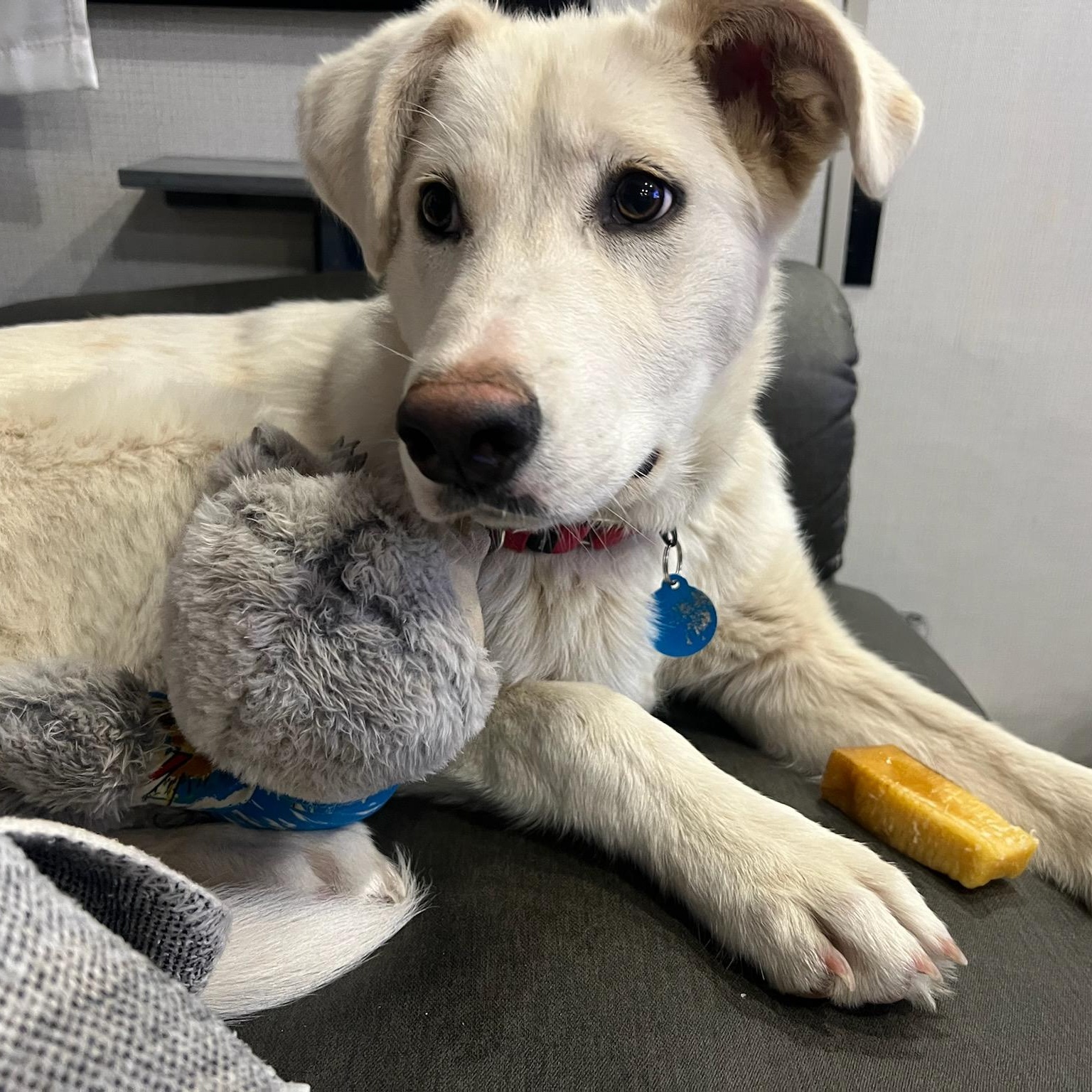 Bohème, a ADOPTABLE mixed breed in Marfa, TX image 1/2