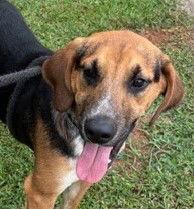 Maverick, Adoptable, Young Male Hound.