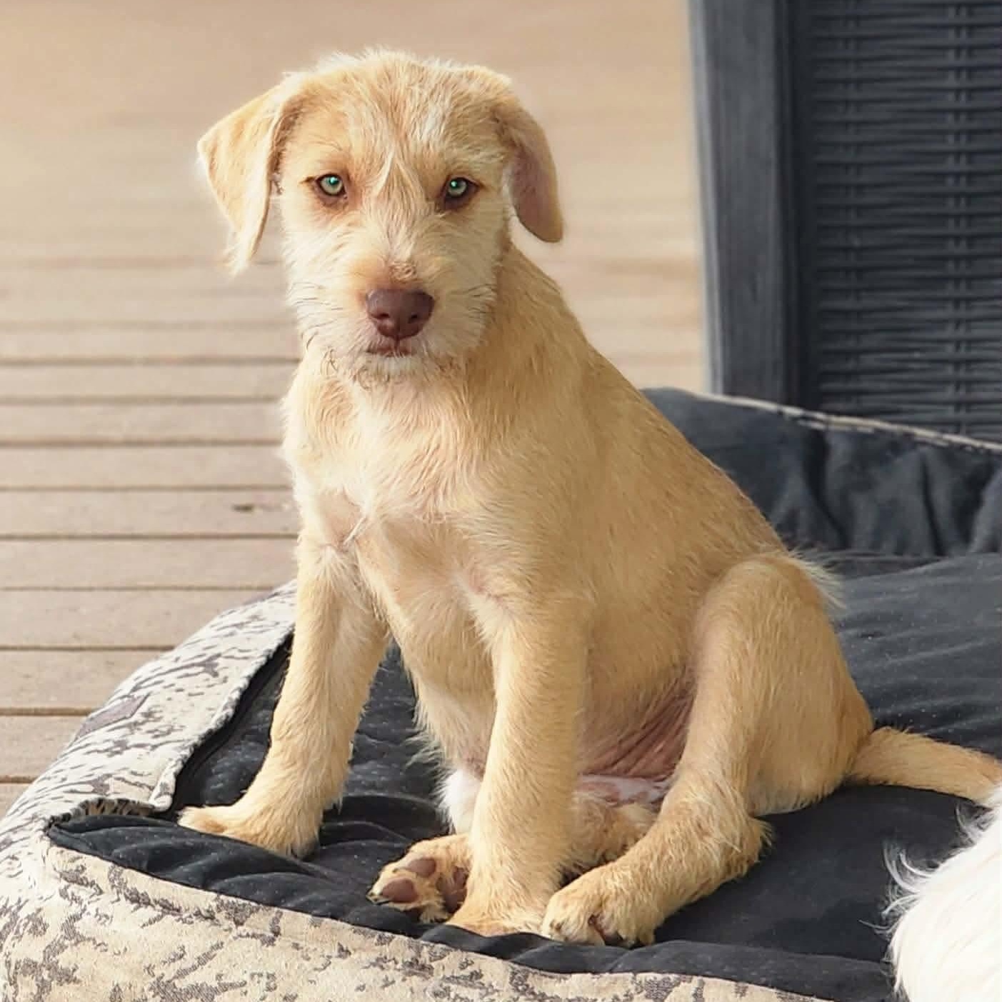 Enlarge Patti, an adopted Schnauzer in Vancouver , WA image 1/6