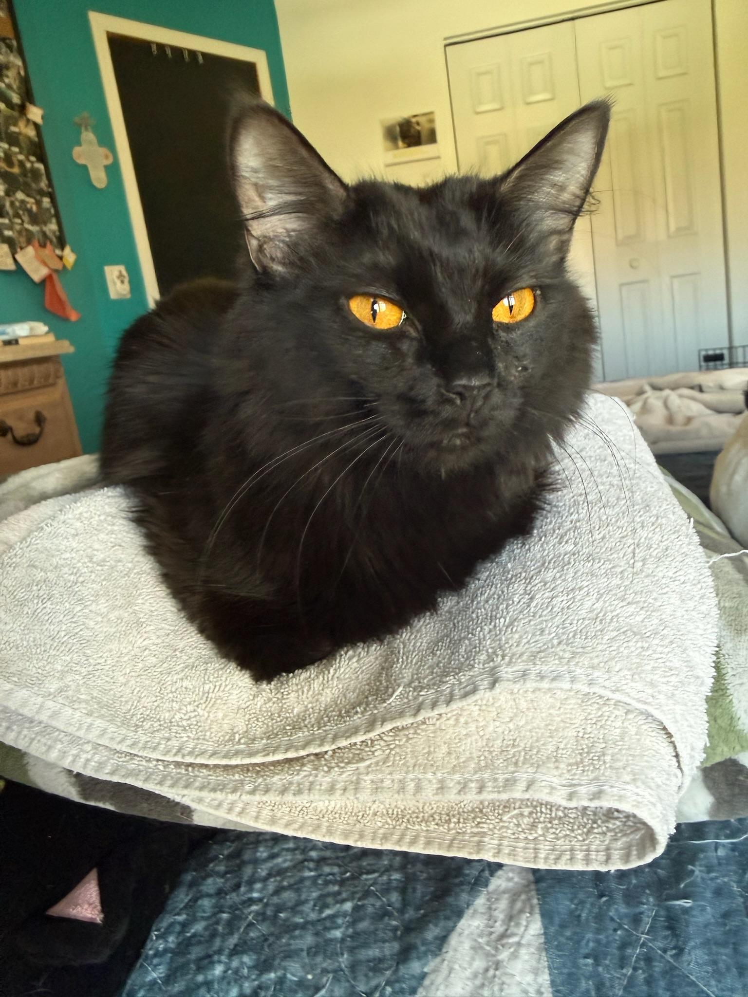 Raven, Adoptable, Young Female Domestic Medium Hair.