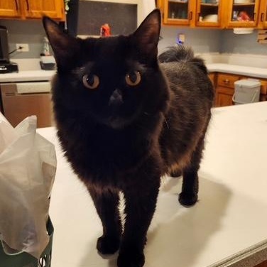 Raven, a Adoptable Domestic Medium Hair in Johnsburg, IL image 2/4
