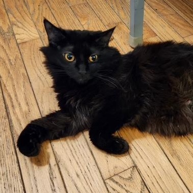 Raven, a Adoptable Domestic Medium Hair in Johnsburg, IL image 1/4