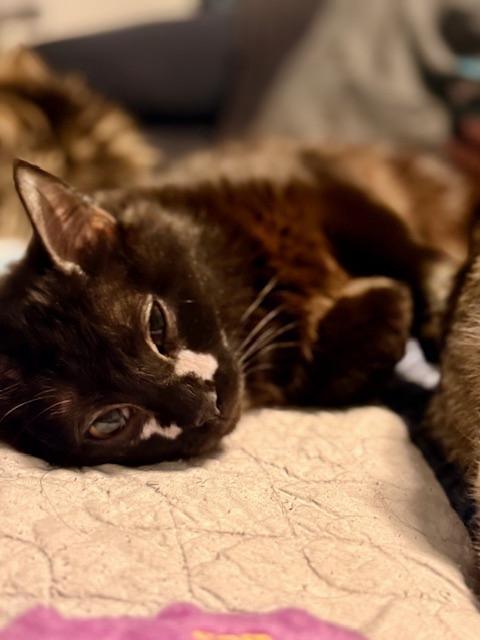 Raven, a Adoptable Domestic Medium Hair in Johnsburg, IL image 3/4