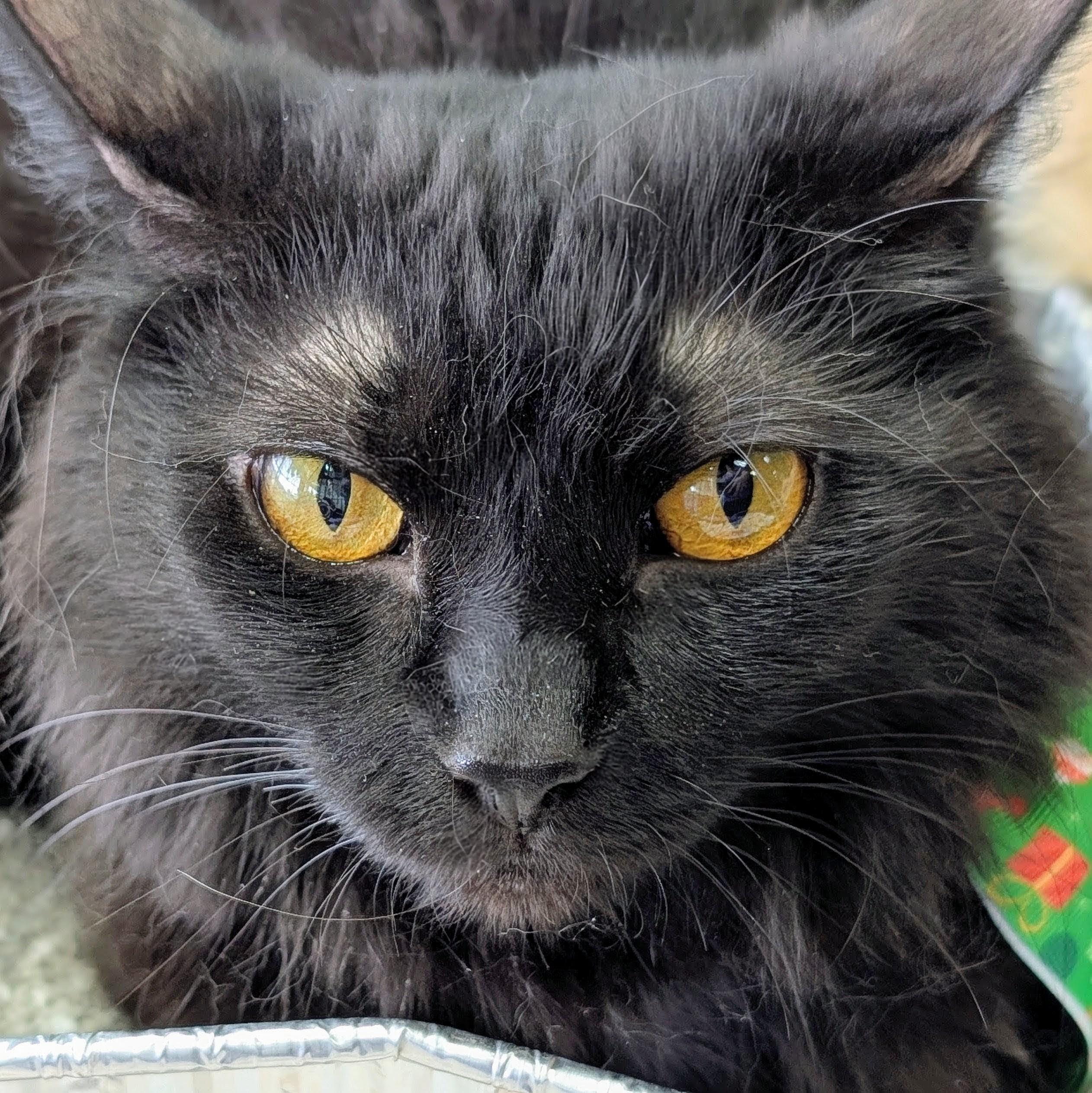 Enlarge Raven, a Adoptable Domestic Medium Hair in Johnsburg, IL image 2/5