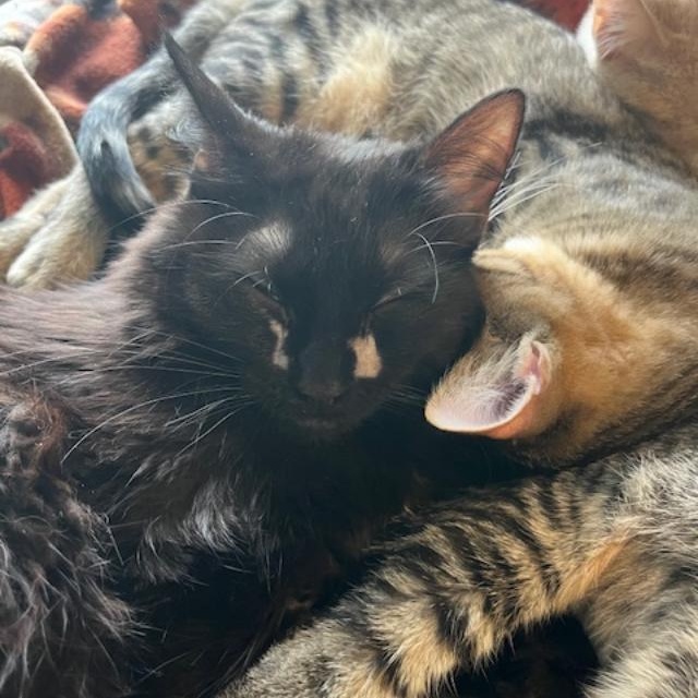 Raven, a Adoptable Domestic Medium Hair in Johnsburg, IL image 4/4