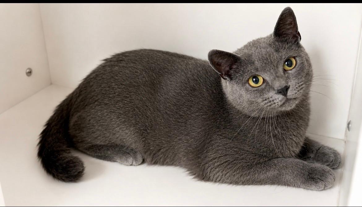 Enlarge Granite, a Adoptable Domestic Short Hair in Norwich, NY image 1/1