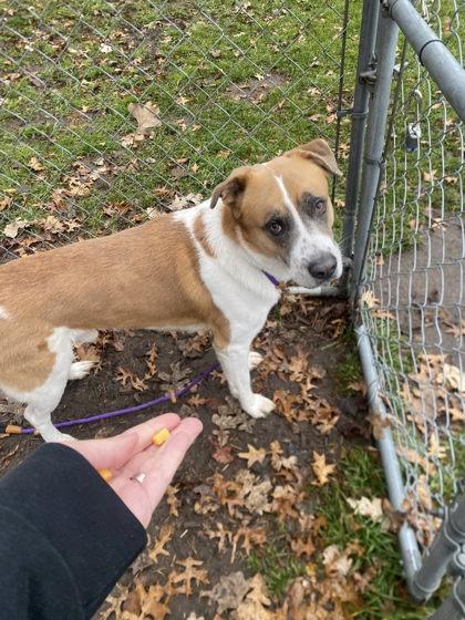 Enlarge Cisco, a Adoptable Mixed Breed in Hobart, IN image 1/3