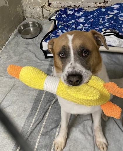 Enlarge Cisco, a Adoptable Mixed Breed in Hobart, IN image 2/3