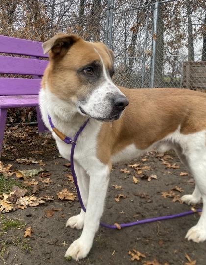 Enlarge Cisco, a Adoptable Mixed Breed in Hobart, IN image 3/3
