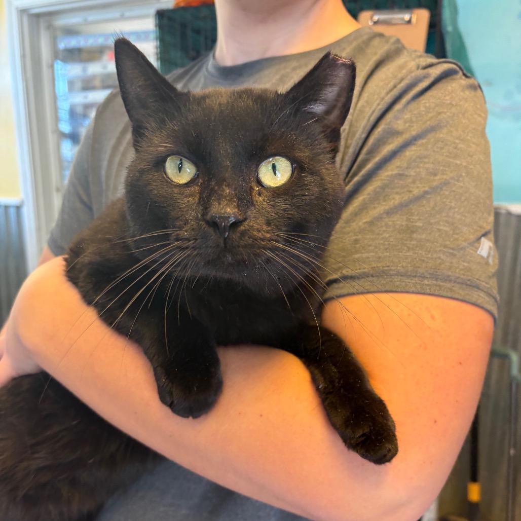 Enlarge Clark, a Adoptable Domestic Short Hair in Pennsville, NJ image 1/1