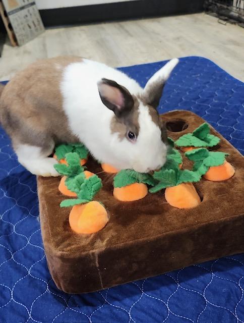 Honey Bunny, Adoptable, Young Female Dutch.