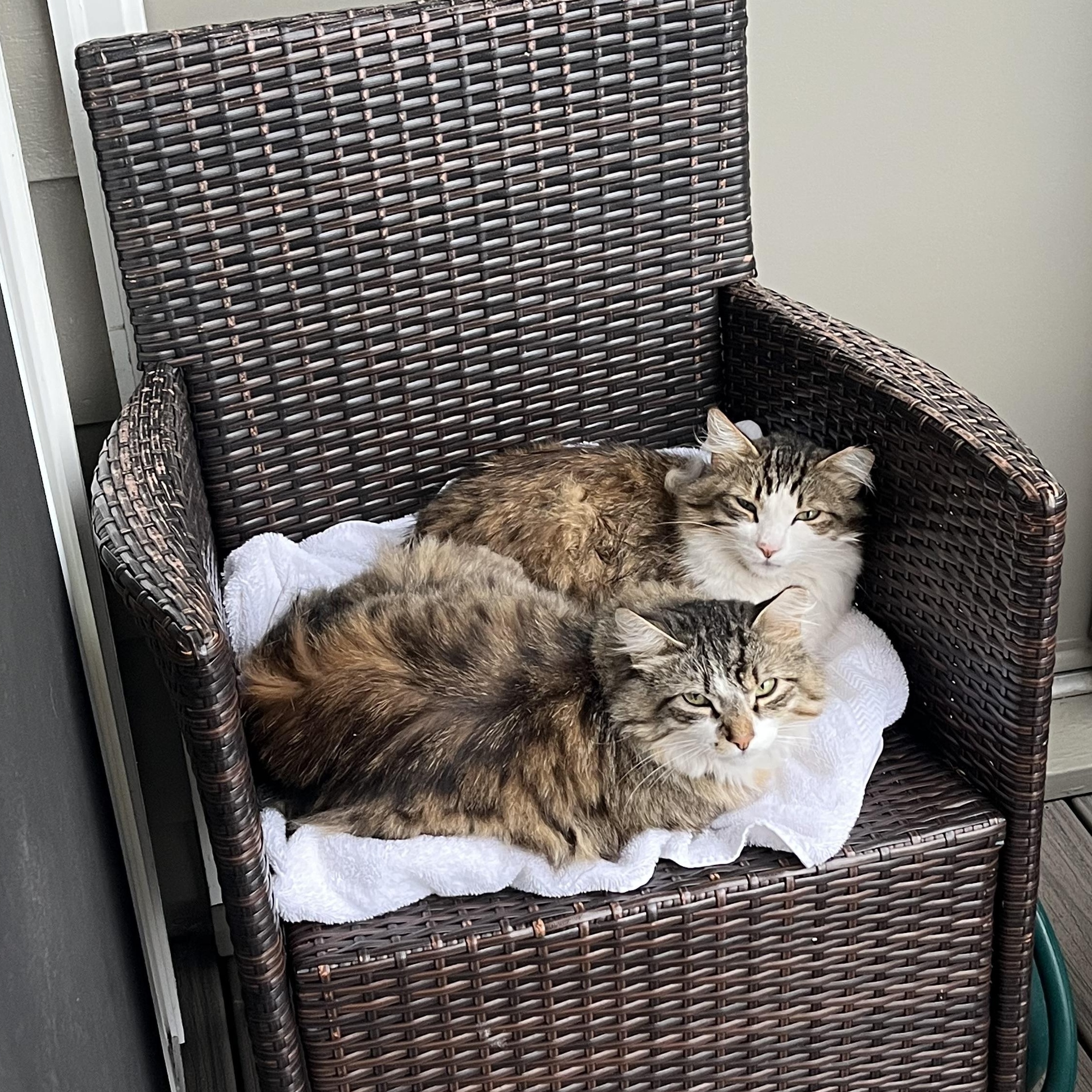 Rocky & Vincent (Courtesy Post), a Adoptable Domestic Long Hair in Friday Harbor, WA image 4/4