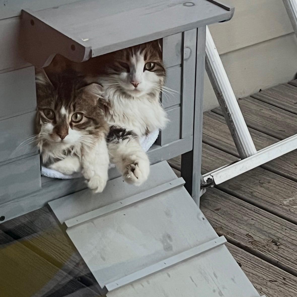 Rocky & Vincent (Courtesy Post), a Adoptable Domestic Long Hair in Friday Harbor, WA image 3/4