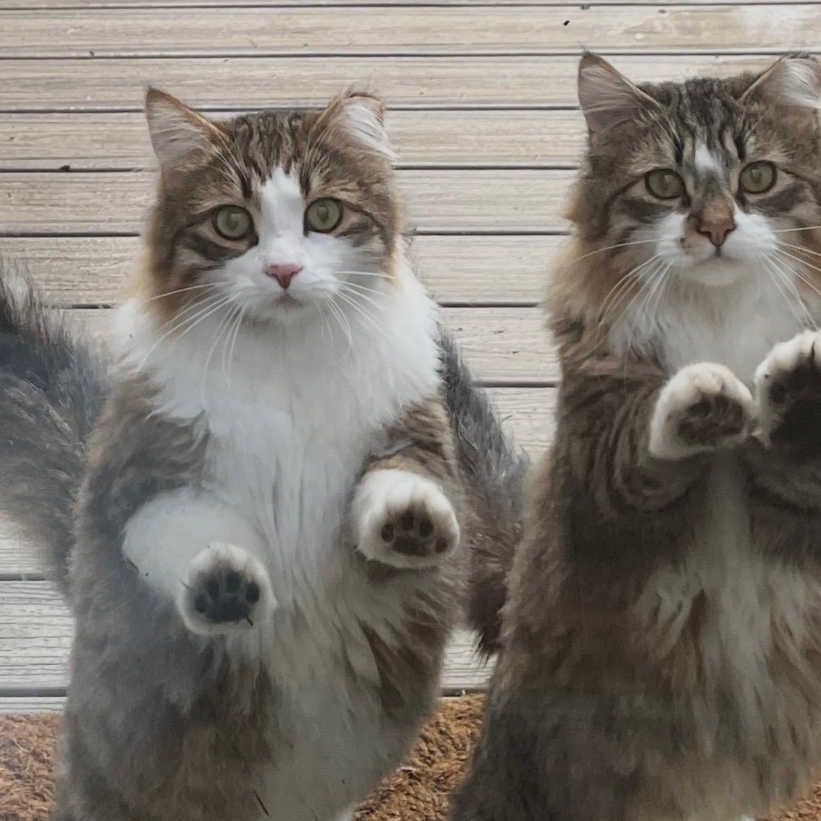 Rocky & Vincent (Courtesy Post), Adoptable, Adult Male Domestic Long Hair.