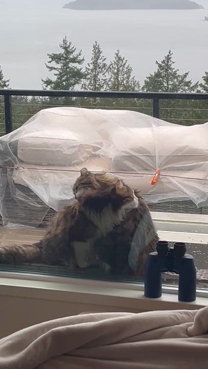 Enlarge Rocky & Vincent (Courtesy Post), a Adoptable Domestic Long Hair in Friday Harbor, WA video 2/4