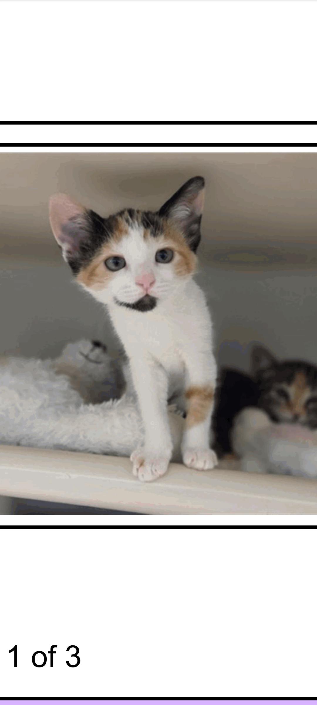Enlarge Zara, a ADOPTABLE mixed breed in Santa Cruz, CA image 1/1