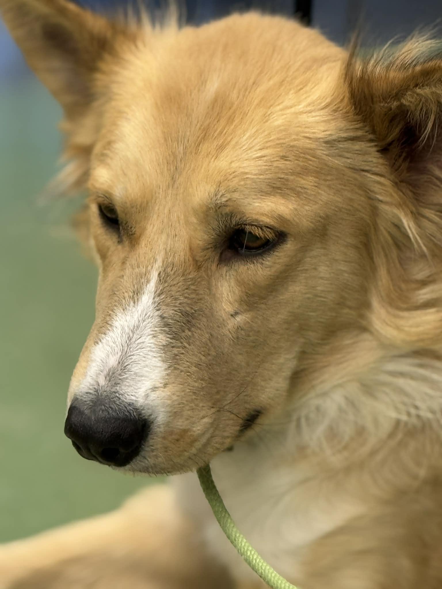 Ghost, a ADOPTABLE Mixed Breed in Saskatoon, SK image 4/4