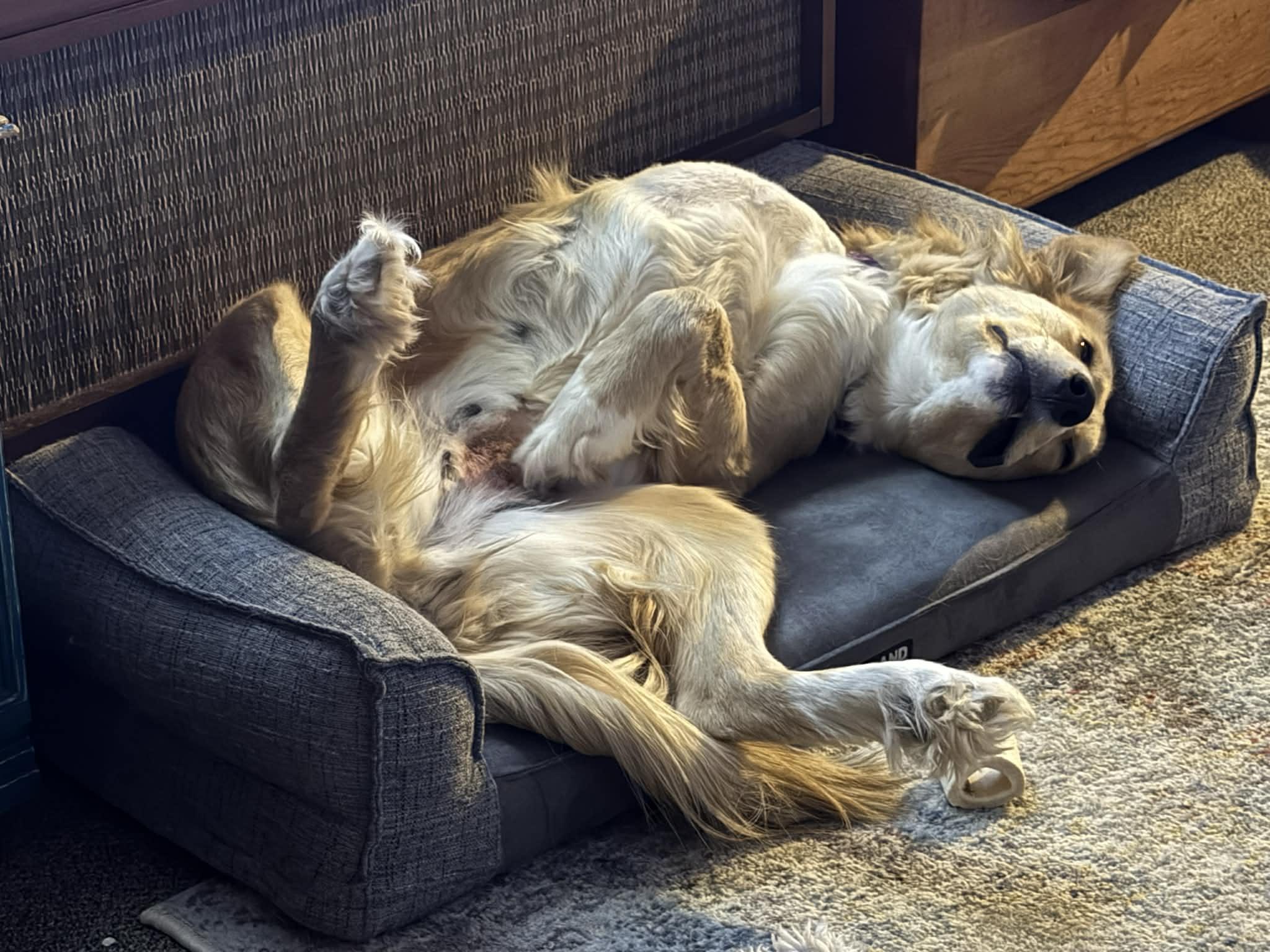 Ghost, a ADOPTABLE Mixed Breed in Saskatoon, SK image 3/4