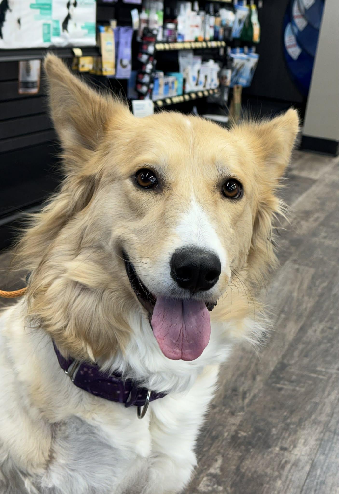 Ghost, ADOPTABLE, Adult Male Mixed Breed.