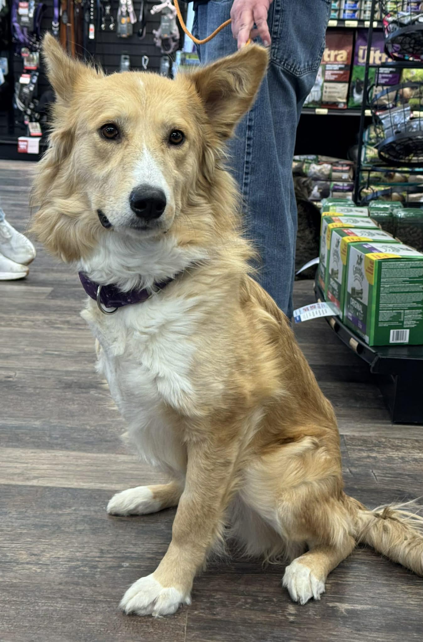 Ghost, a ADOPTABLE Mixed Breed in Saskatoon, SK image 2/4
