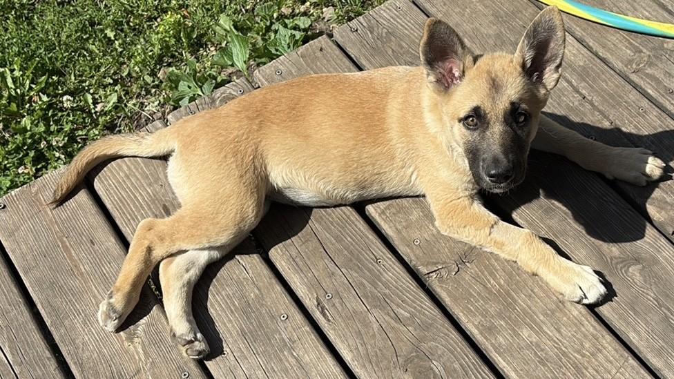 Enlarge BG(Baby girl)-I26030, a ADOPTABLE mixed breed in Anoka, MN image 3/4