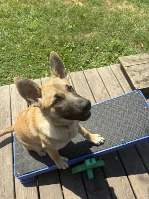 Enlarge BG(Baby girl)-I26030, a ADOPTABLE mixed breed in Anoka, MN image 1/4