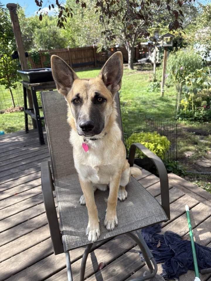 BG(Baby girl)-I26030, Adopted, Puppy Female German Shepherd Dog.