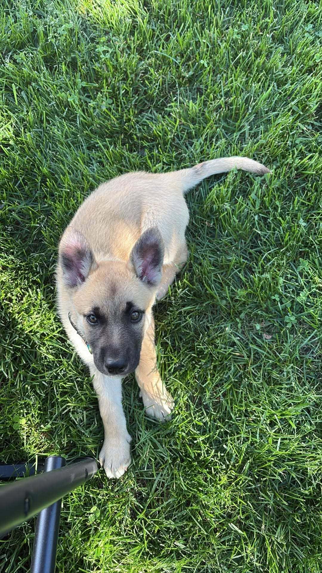 Enlarge BG(Baby girl)-I26030, a ADOPTABLE mixed breed in Anoka, MN image 2/4