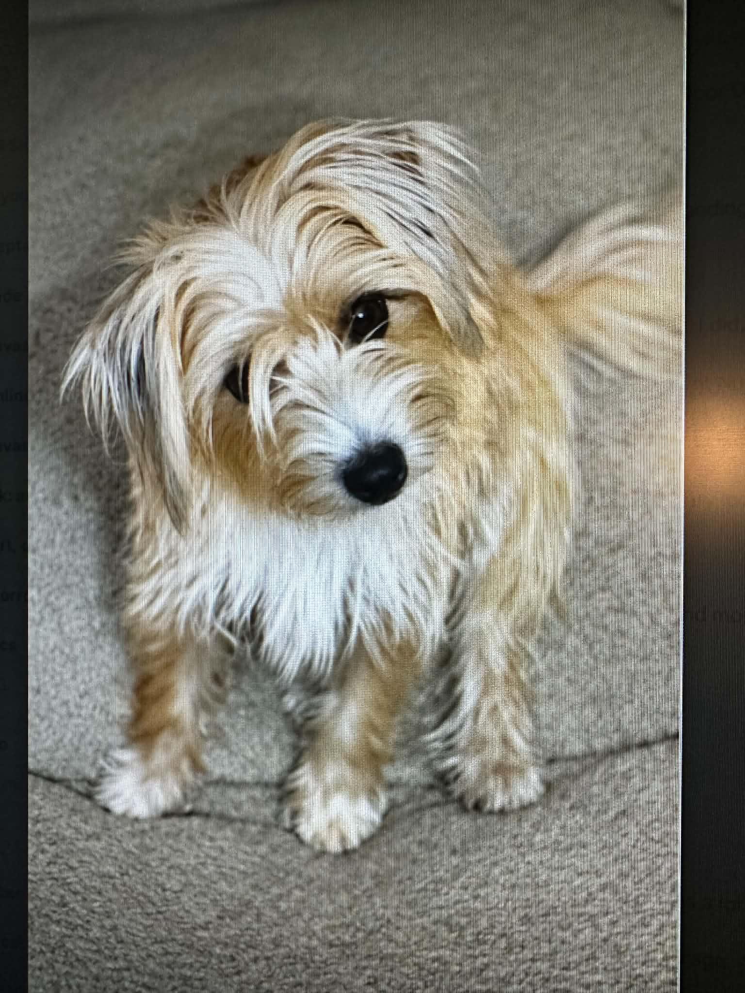 Enlarge Goldie Hawn, a Adoptable mixed breed in Temple, TX image 2/3