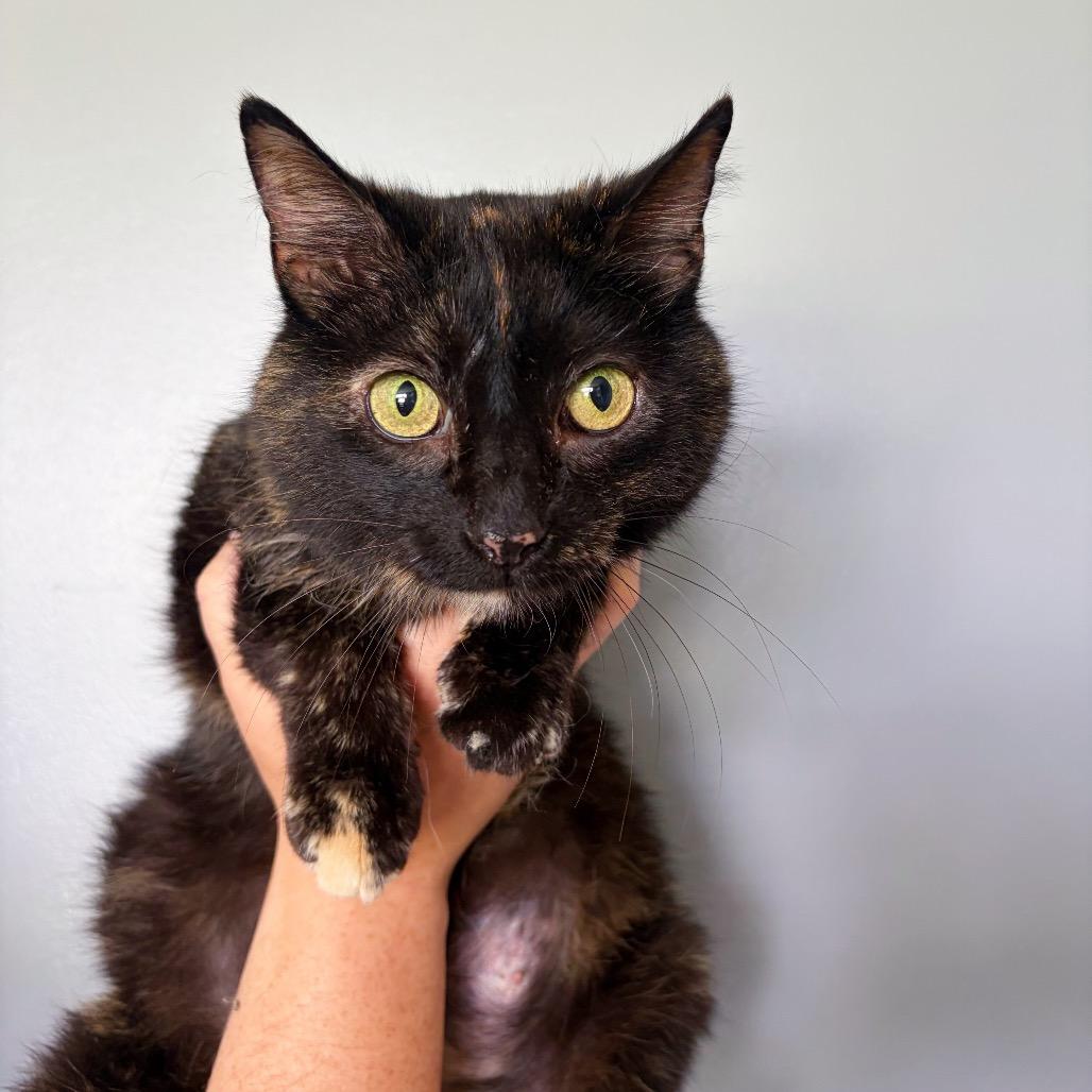 Pear Butter, Adoptable, Adult Female Domestic Short Hair.
