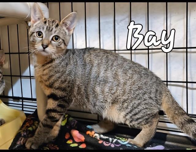 Enlarge Bay, a Adoptable Domestic Short Hair in Middletown, CT image 1/4