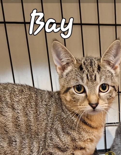 Enlarge Bay, a Adoptable Domestic Short Hair in Middletown, CT image 2/4