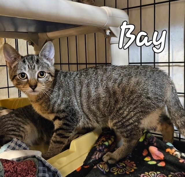 Enlarge Bay, a Adoptable Domestic Short Hair in Middletown, CT image 4/4