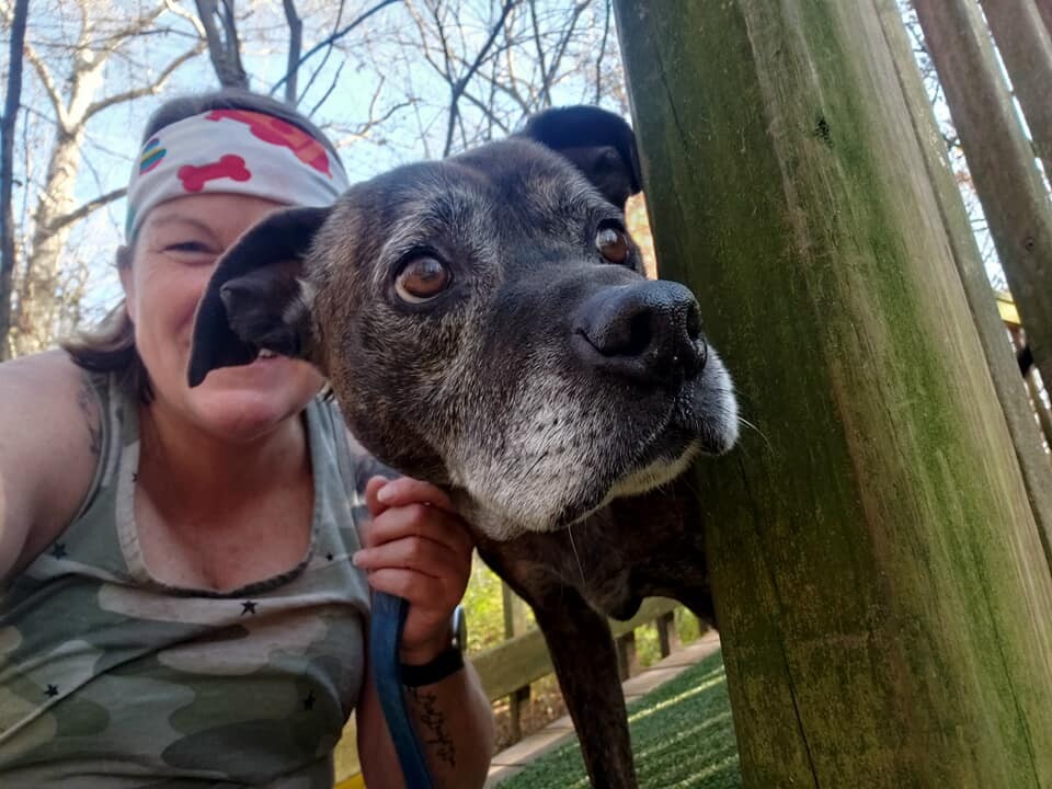 Enlarge Junebug, a Adoptable mixed breed in Godfrey, IL image 1/6