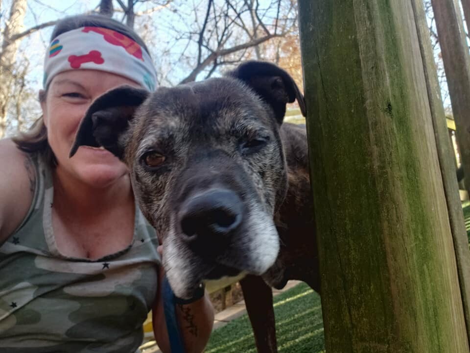 Enlarge Junebug, a Adoptable mixed breed in Godfrey, IL image 2/6