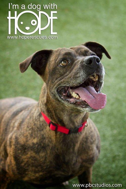 Enlarge Junebug, a Adoptable mixed breed in Godfrey, IL image 3/6