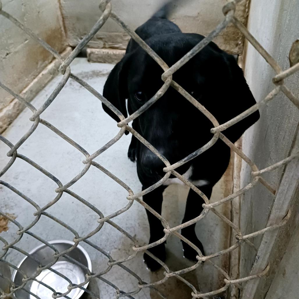 Enlarge Trap, a Adoptable Mixed Breed in Sylvania, GA image 1/2