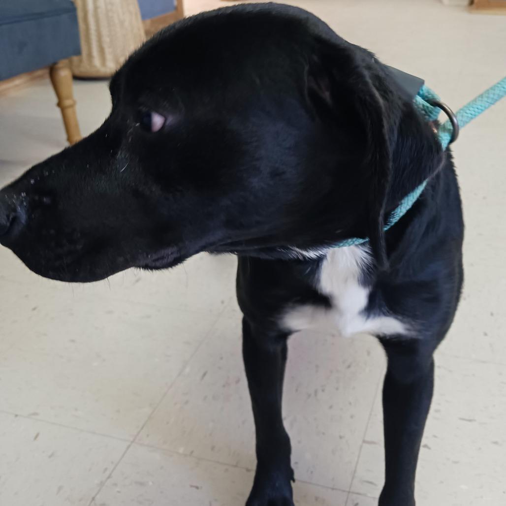 Enlarge Trap, a Adoptable Mixed Breed in Sylvania, GA image 2/2