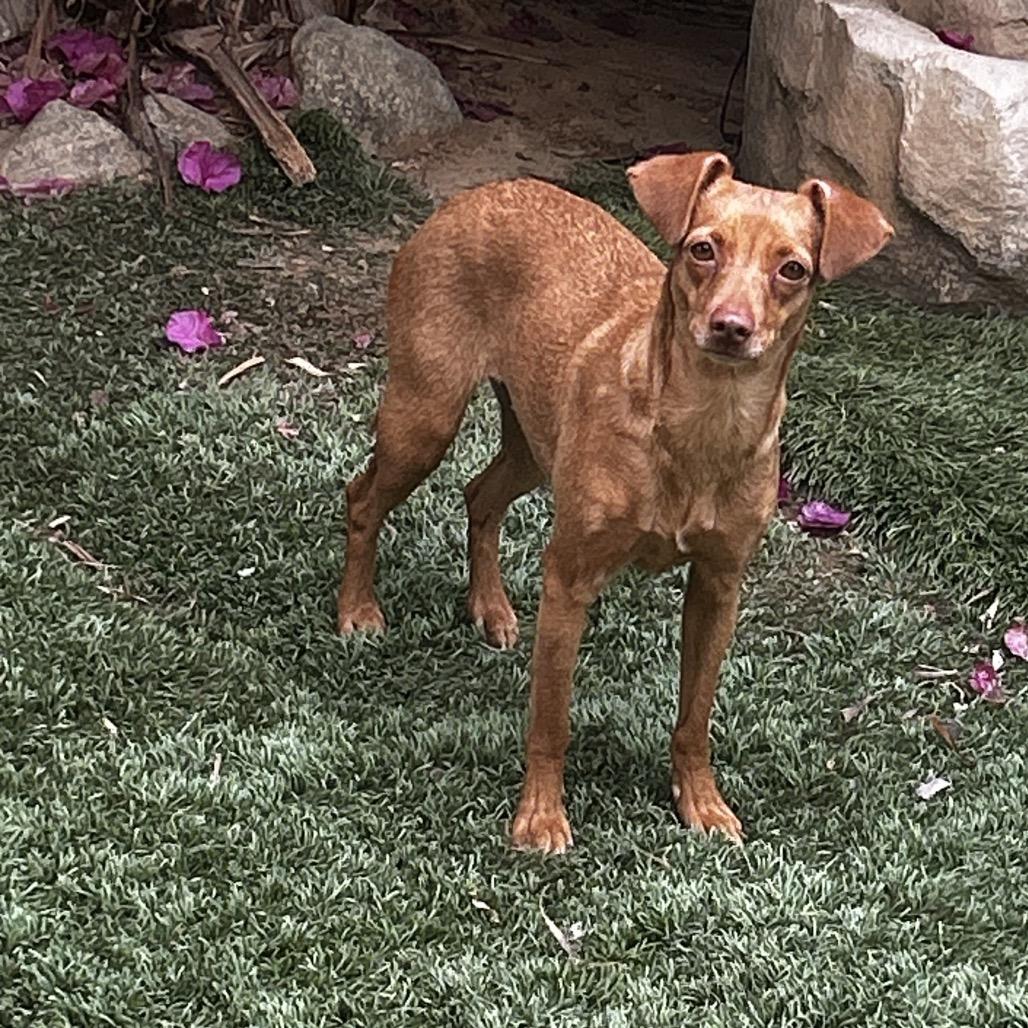 Ellie, Adoptable, Adult Female Dachshund & Chihuahua.