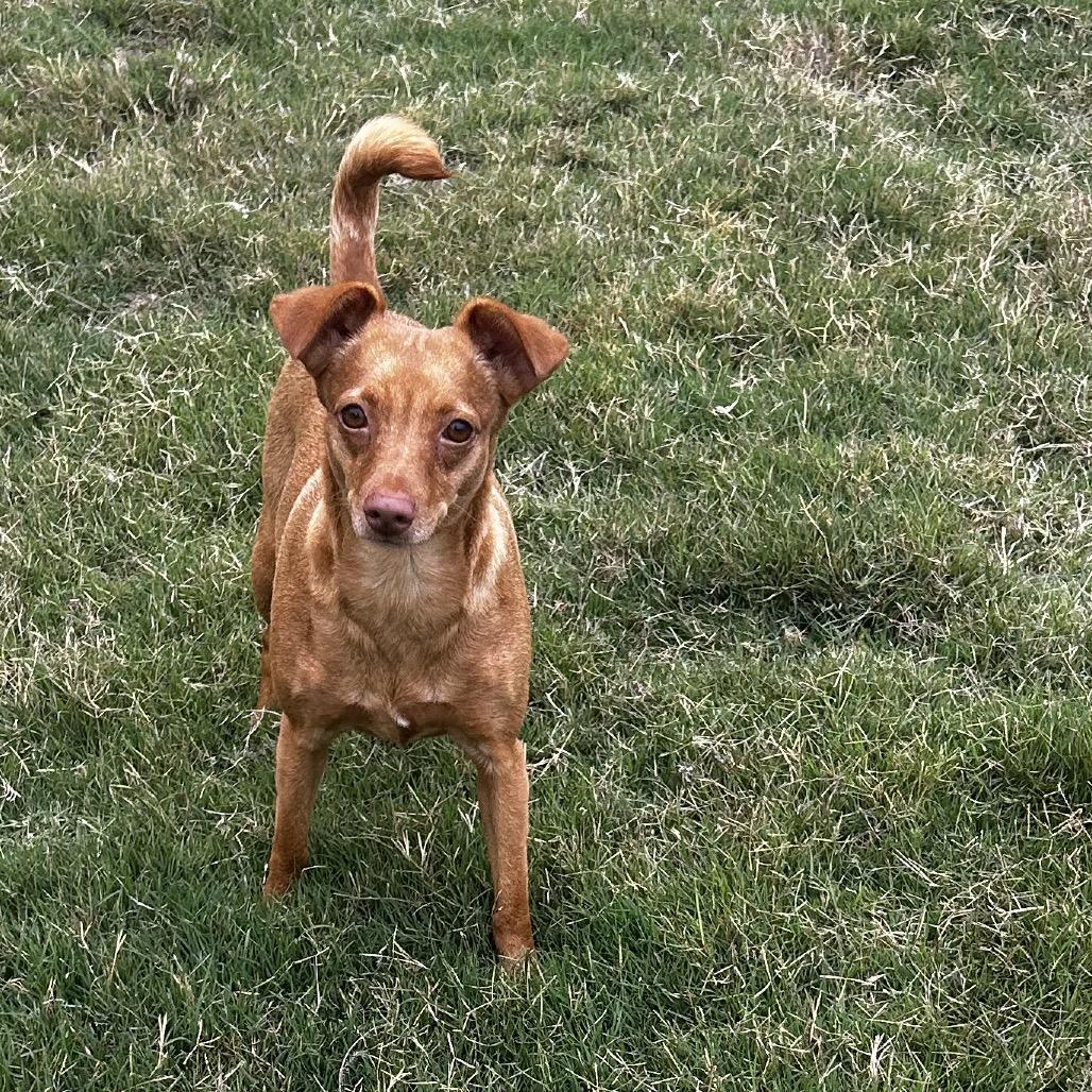Ellie, a Adoptable mixed breed in Escondido, CA image 2/4