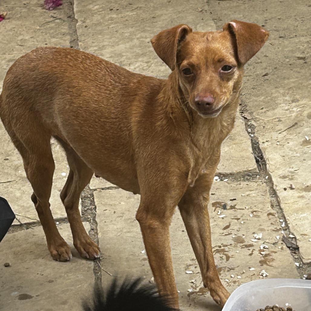 Enlarge Ellie, a Adoptable mixed breed in Escondido, CA image 2/2