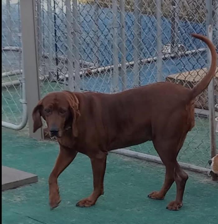 Penny Ruby Rose — thumbnail 3