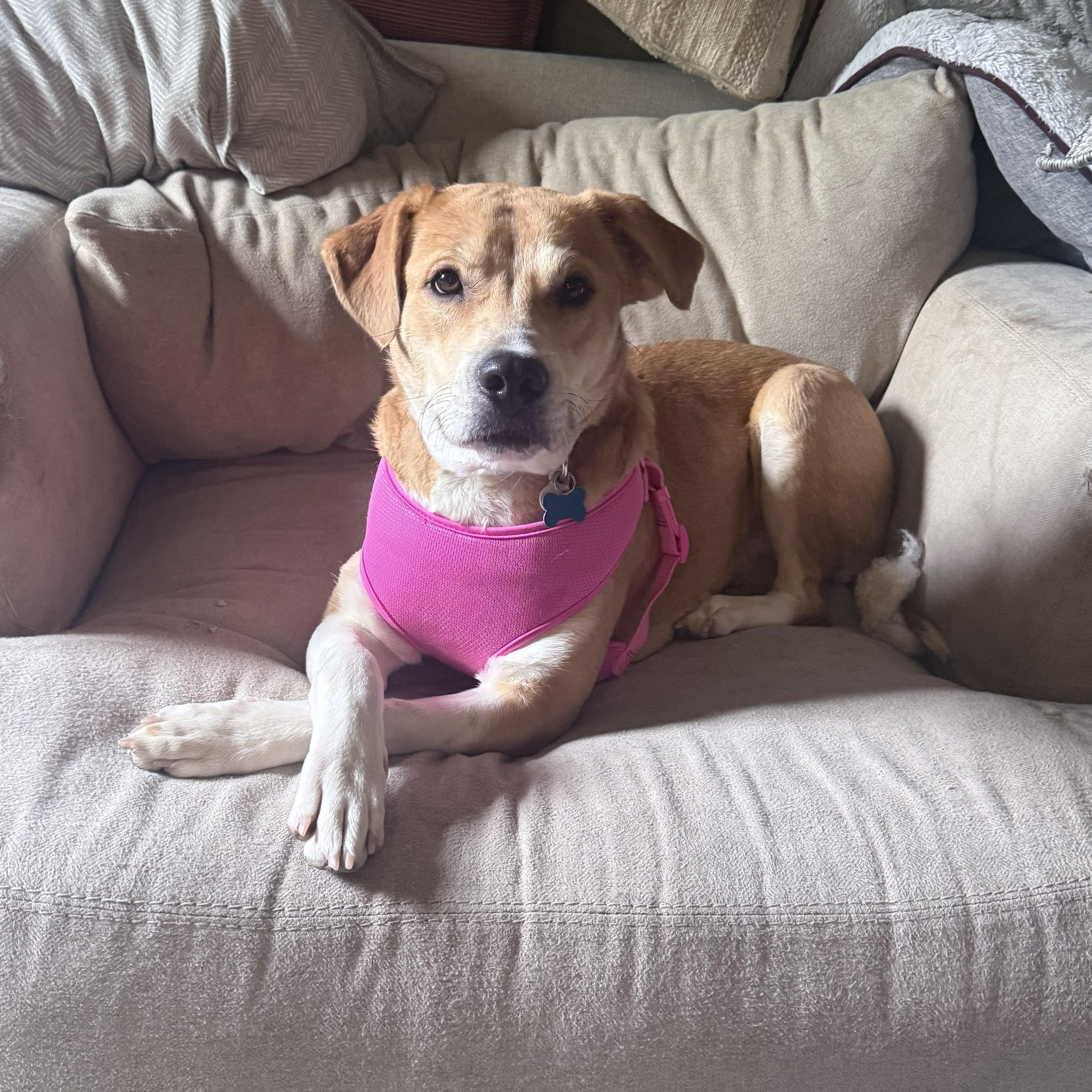 Stella, a ADOPTABLE mixed breed in Oregon, WI image 5/5